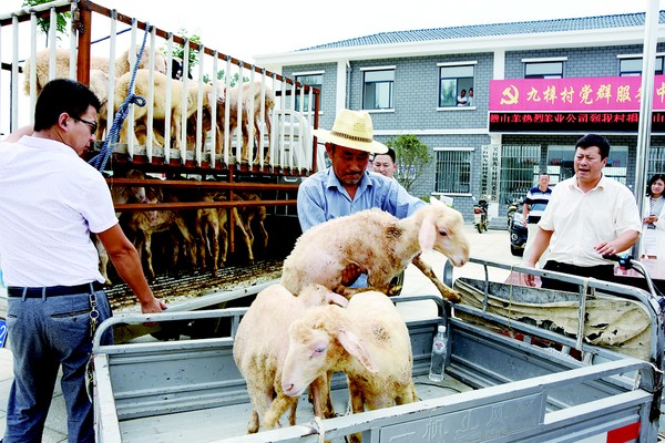 为定远县吴圩镇九子村脱贫无偿送去种羊近百头，激发贫困户脱贫致富信心.jpg